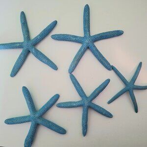 5 Real starfish painted blue